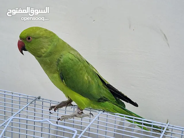 Cute and Friendly Little Parrot