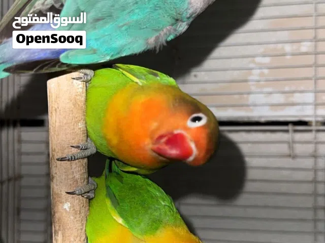 للبيع فيشر زوج ثنين و واحد مفرد