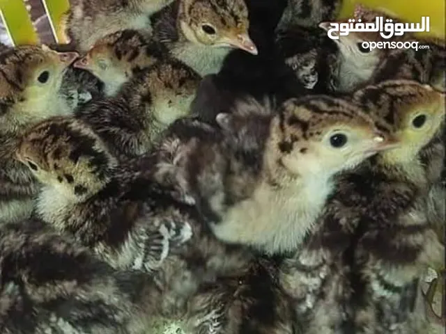 رومي برونزي أسمر عمر يوم جوده عاليه ما شاء الله