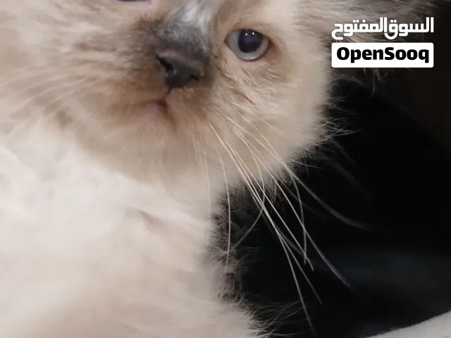 كيتن راغدور بيور شهرين للبيع بالرياض