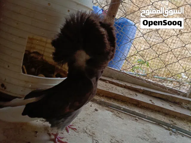 طيره جكمون نخب أول شغاله