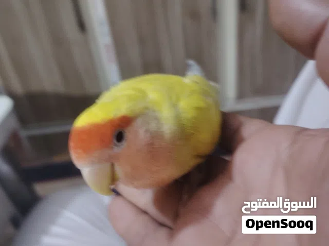 طير قندوه اليفه اسمها ...موزه