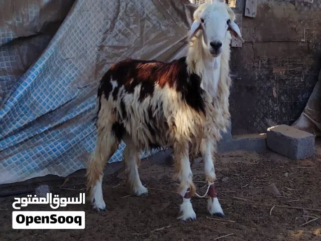 كبش يصلح اضحيه أو تربيه