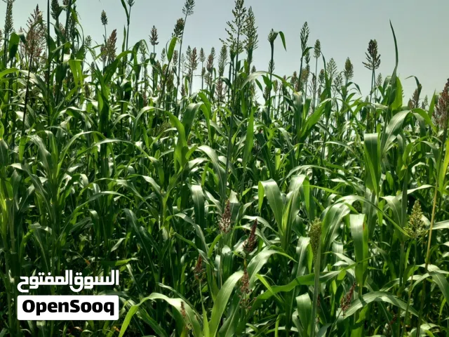 فرصه استثمارية لمشروع ناجح باذن الله ومدروس