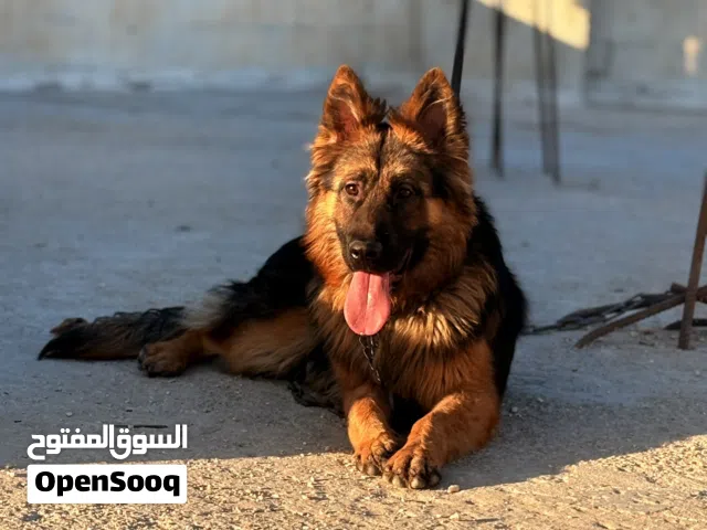 للبيع ذكر جيرمن لنك هير مدرب طاعه العمر سنه ماخد كل المطاعيم معاه كرت