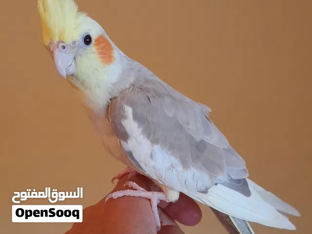 أنثى كوكتيل مروضه وبصحه جيده أنثى واتيه للتزاوج