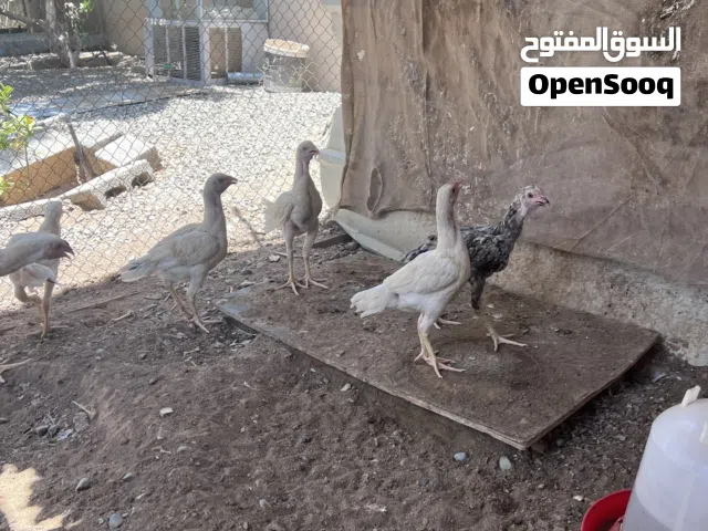 للبيع دجاج باكستاني تابع الوصف