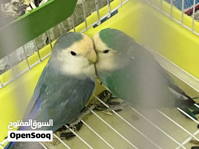 زوج غندور (امايات) روز طفره