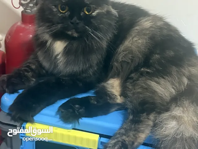 cat mix persian angora