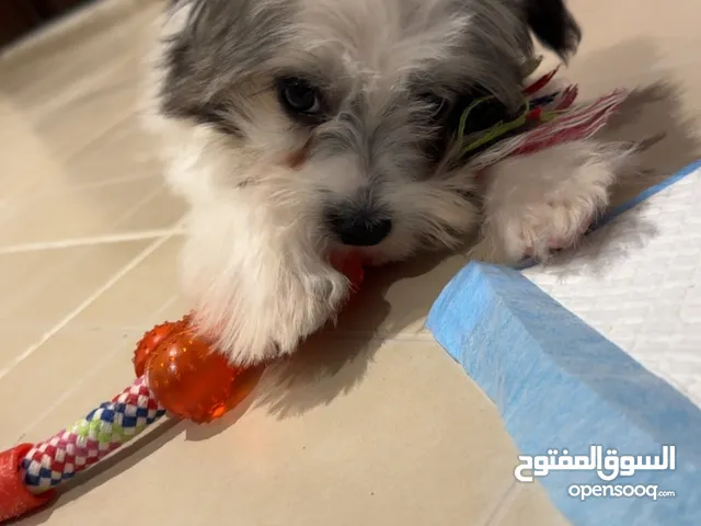 جرو مالتيبو ذكر شهرين