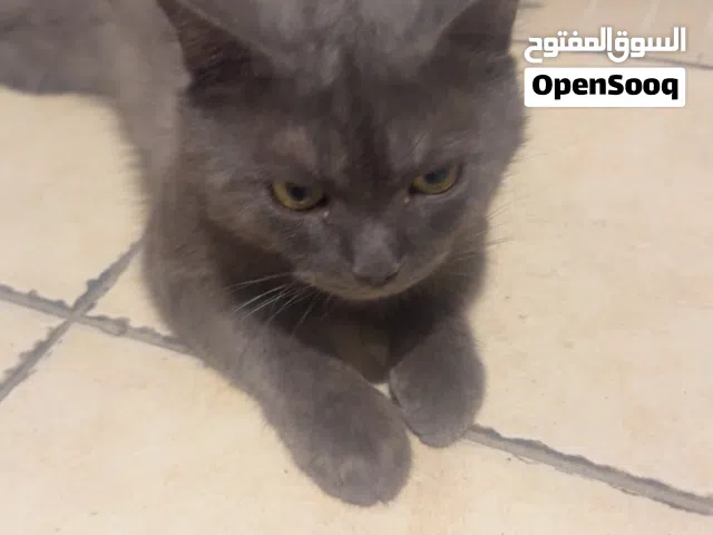4 قطاوه تبني