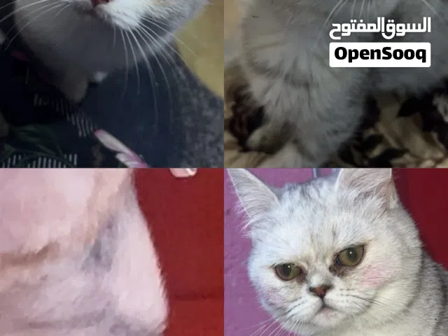 سلام عليكم 4 بزازين ومهن طالبه تزاوج للتبني