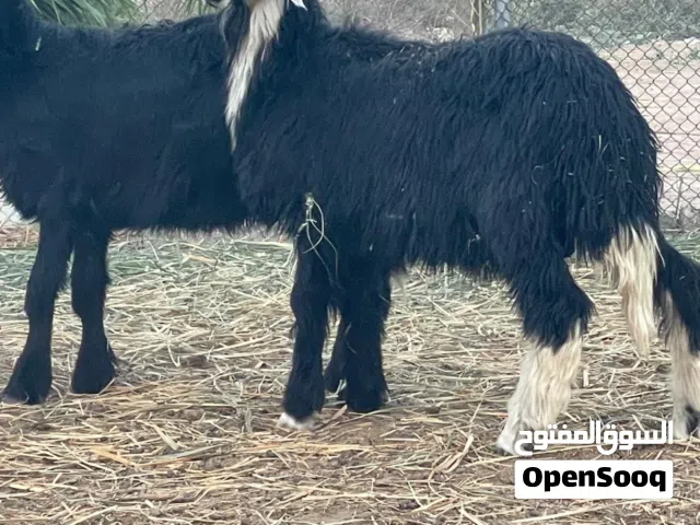 كباشه نجديات كبار وسمان