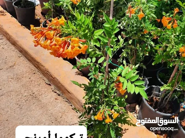 متوفر جميع انواع الاشجار المثمرة والزينة والورود وخدمة الزراع وتنسيق الحدائق وجميع انواع القواير