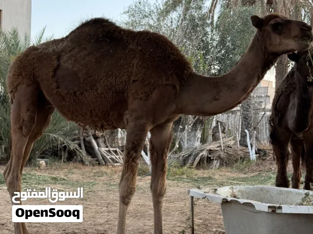 قعدان وطنيات للبيع