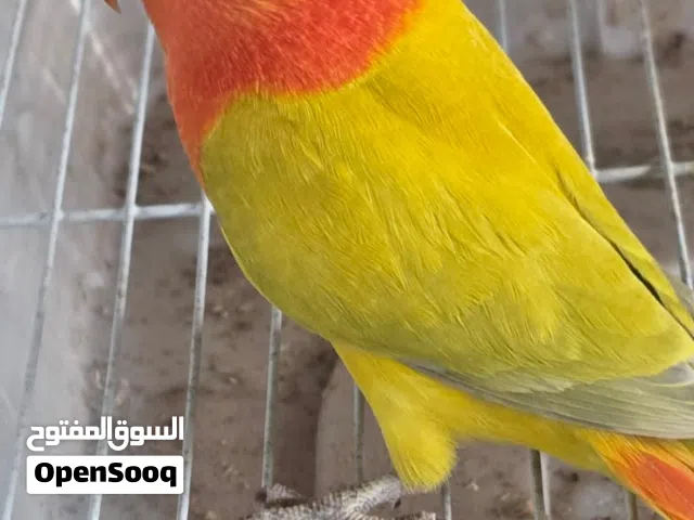 السلام عليكم ورحمة الله وبركاته  متاح زوجين كرين اوبلاين دايلوت مخاليف