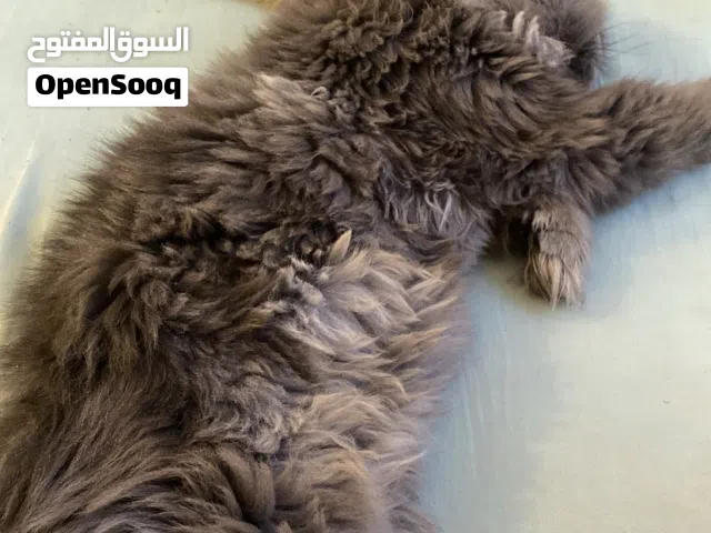 نفقد مني هذه القط الرصاصي بجمهوريه الي  عاثر علي لا يقصر صارله 3 ايام من مفقود