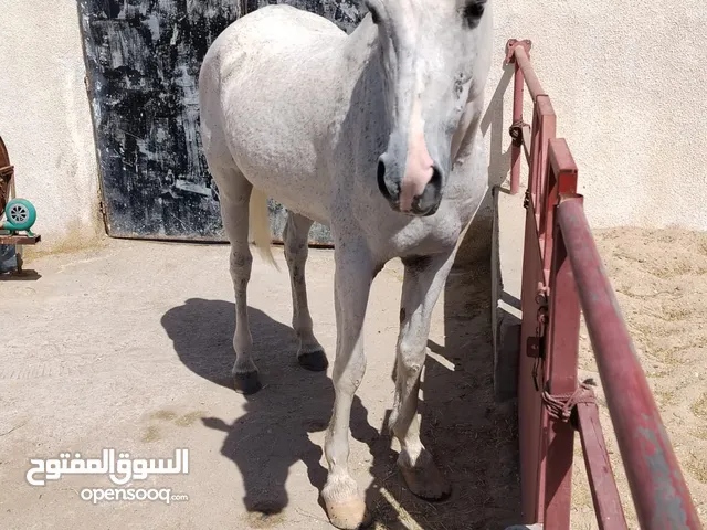 خيل للبيع مهجن العمر غير معروف