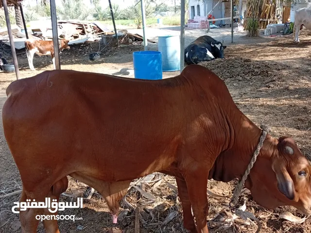 عجل صومالي مطعوم اربع شهور
