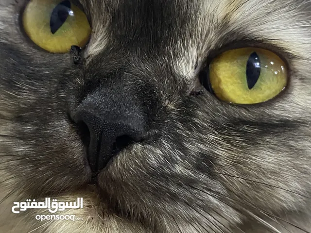 قطة انثى للبيع