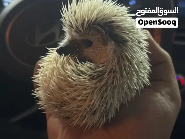 للبيع قونفذ