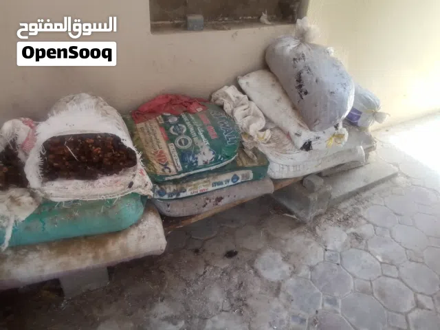 نفيعة موسم2025