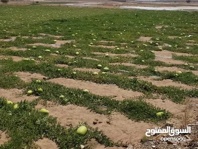 حبحب عالي الفيتامين