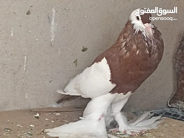 نفاخ البيع