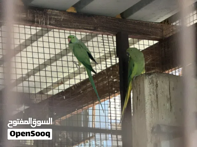 بغبغاء زوج درة الانثى افريقي