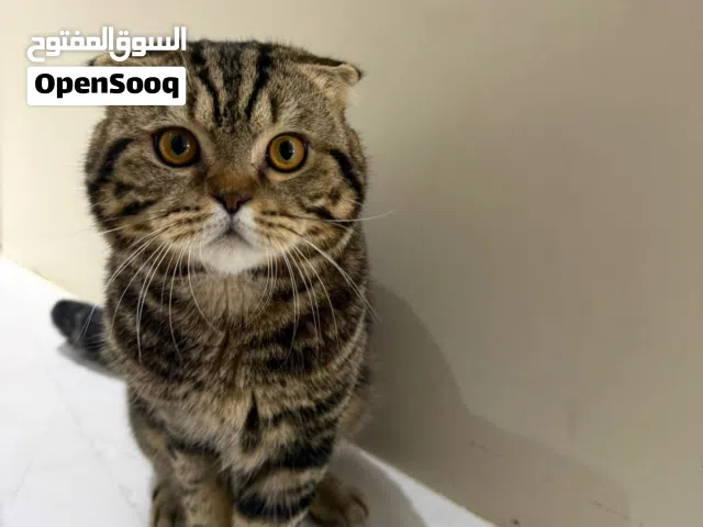 لتبني ذكر سكوتش فولد تايقر