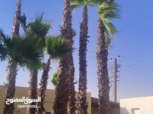 النخيل والواشنطونيا للبيع مع التوصيل والتركيب