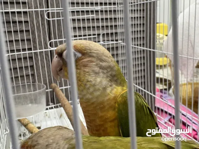 البيع 2 كنيور واحد يتكلم ويقول اسمه بويكا ويرقص وثاني توه صارله3 اسابيع ونص ياكل حبوب لو تعلمه يتكلم