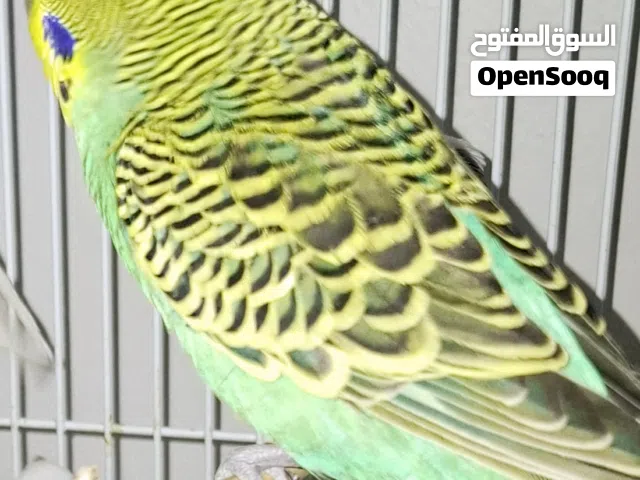 Beautiful, highly active organic diet fed budgies with bright colours for 105 SAR each