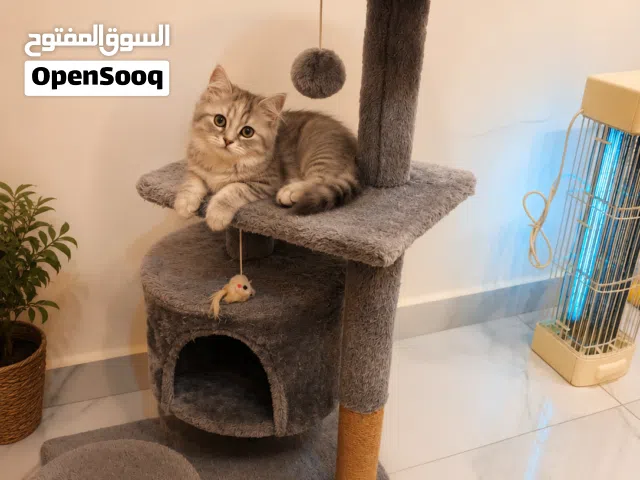 مستلزمات قطط وحيوانات اليفه