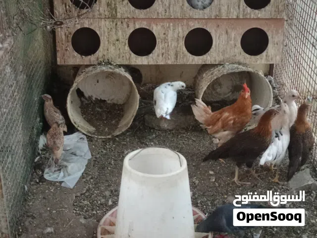 مجموعة طيور للبيع
