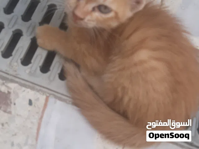 بزازين للتبني ( مجانيات )