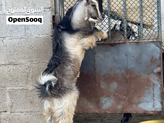 مشروع فحل للبيع