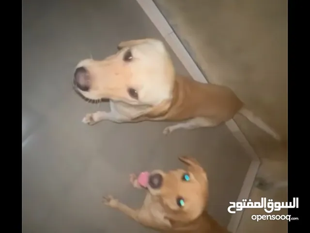 لابرادور للتبني