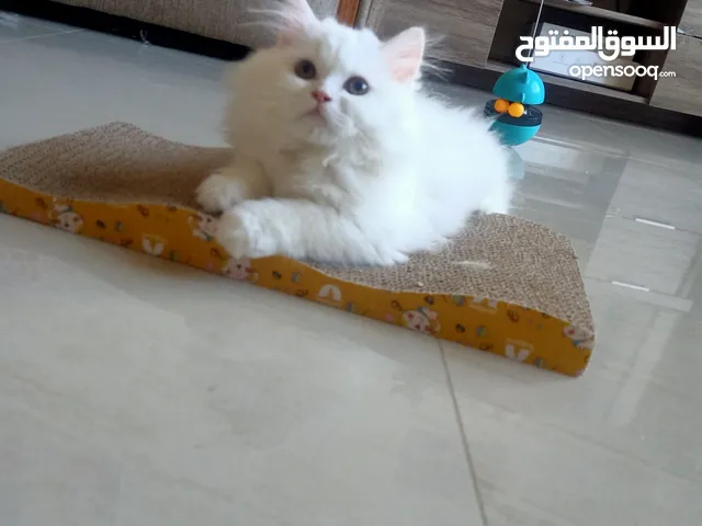 two month old male and female Persian kitten