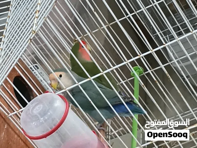 السلام عليكم اقرأ الوصف