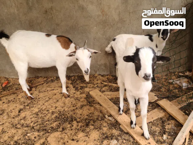 ماعز كردية تحتها زوز جديان عمرها سنتين