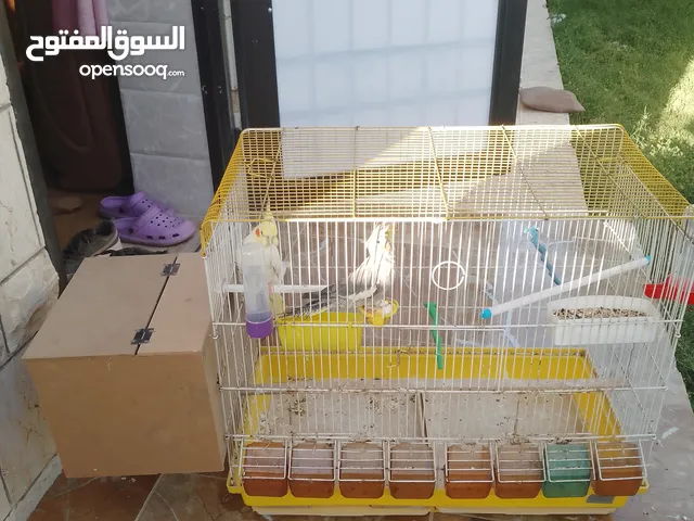 جوز ببغاء كوكتيل