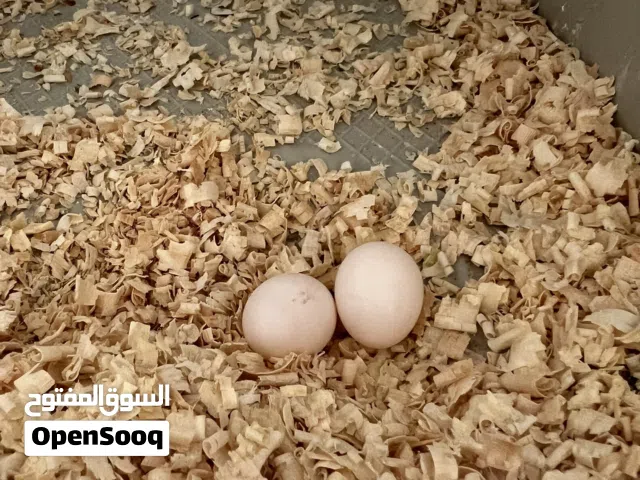 لبيع أو افاري كوبيا كوكتيل كيف دحت