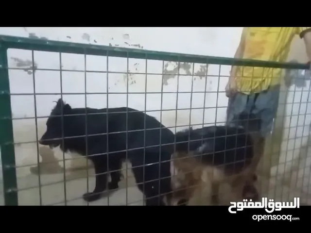 نتايه جيرمن شيبرد متجوزة  Female German Shepherd