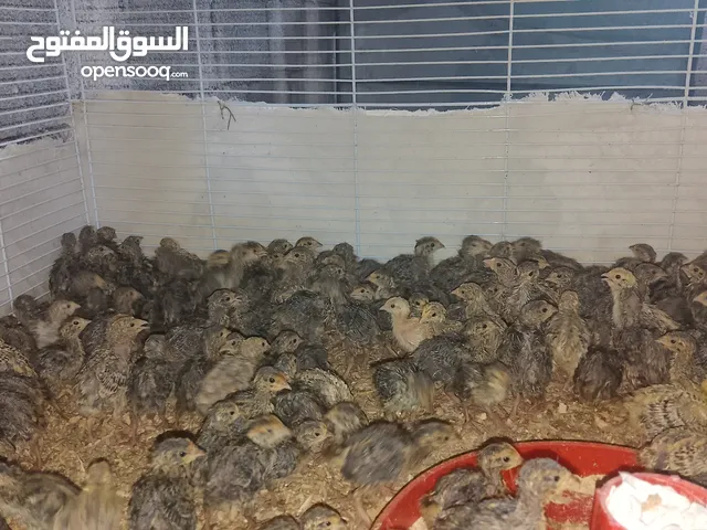 صيصان سمان عمر عشر ايام //اقراء التفاصيل