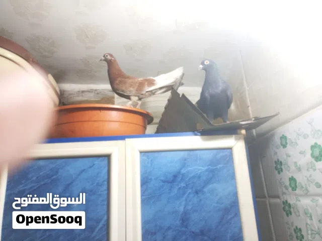 حمام للباع ذكر و انثي الذكر الاسود ونعو زاجل و النتايه لونها  عسلي ونوعها استرالي علي شقلباظ