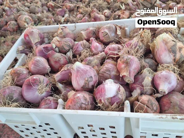 بصل للبيع طازج انتاج السنينه السنه