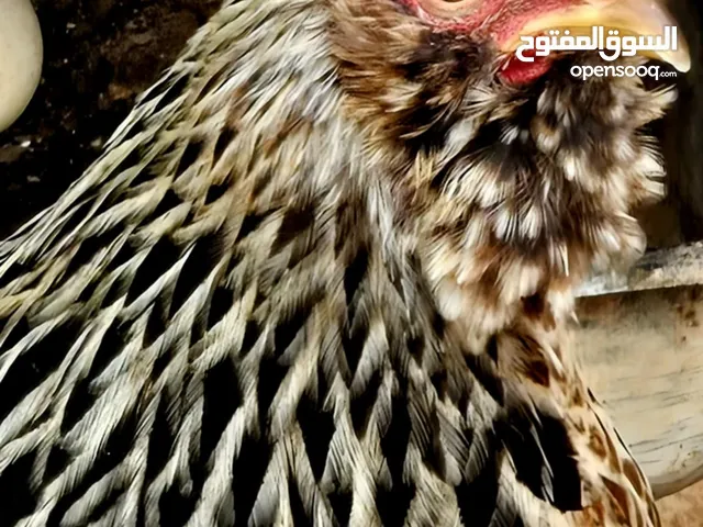 دجاج استرالي هجين مع قطني حضانات