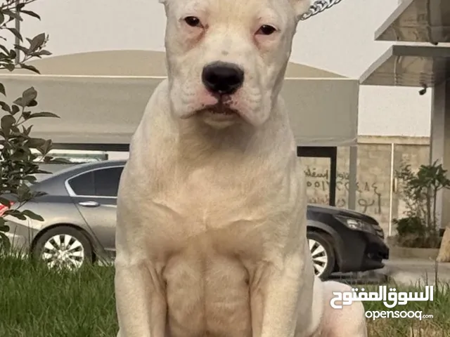 مطلوب دوجو أرجنتينو