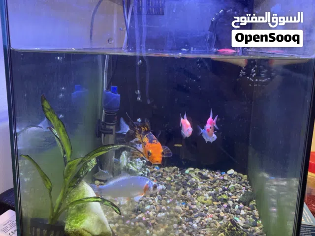 حوض سمك للبيع ب 40 معاه كل اغراضه